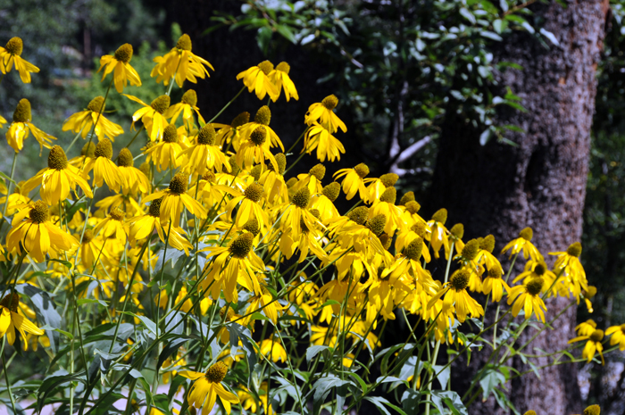 Cutleaf Coneflower is typically found in a variety of habitats that include higher elevations, sunny or light shade areas, rich moist soils, wetlands and along streams. Rudbeckia laciniata